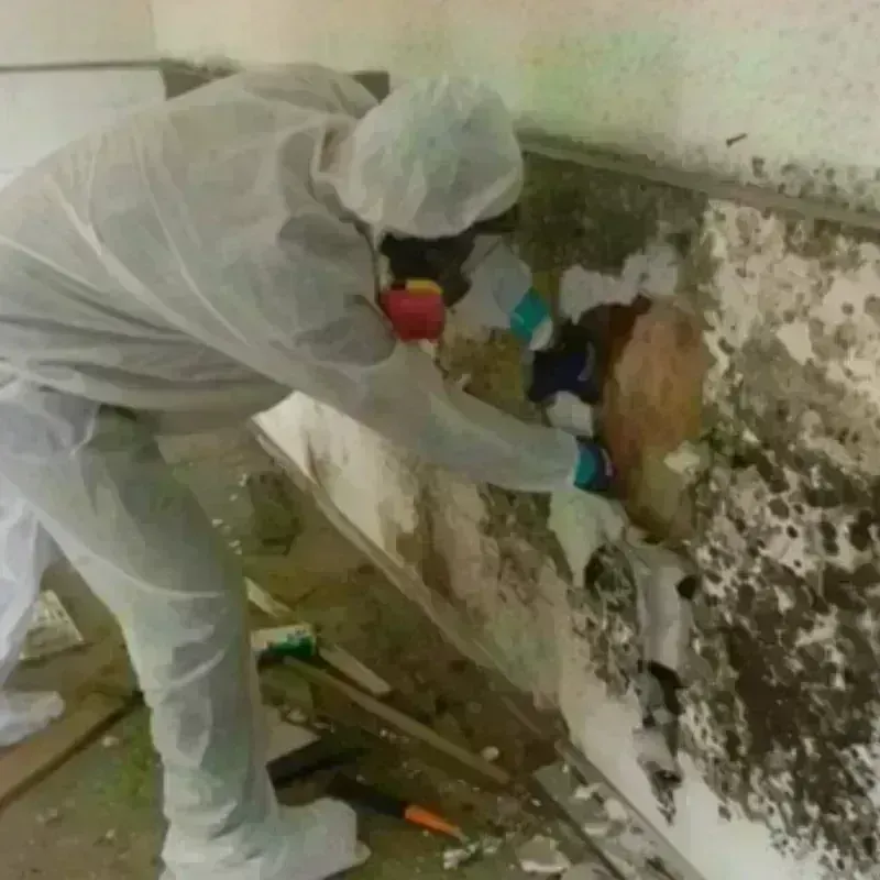 Mold Remediation and Removal in Hoopers Creek, NC